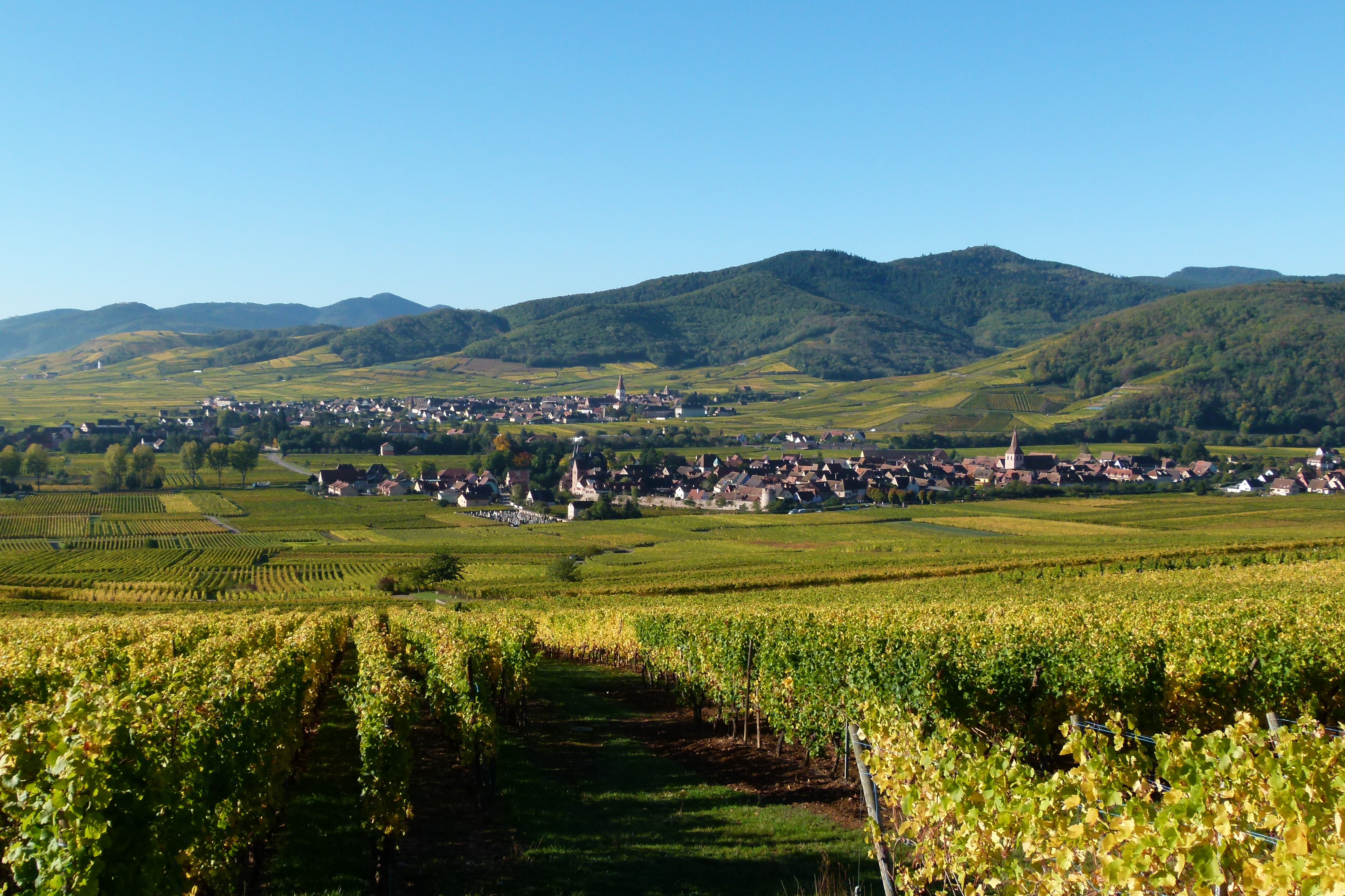 Domaine Gérard FRITSCH Fils – Vigneron indépendant